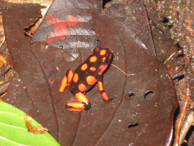 <i>Oophaga histrionica</i>. Arusí, Chocó, Colombia. 2011